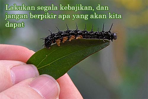 Inspirasi dari Ulat