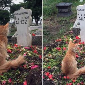 kucing sedih