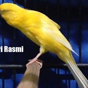 Burung Kenari Rasmi