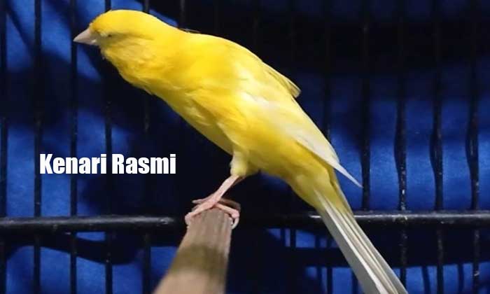 Burung Kenari Rasmi